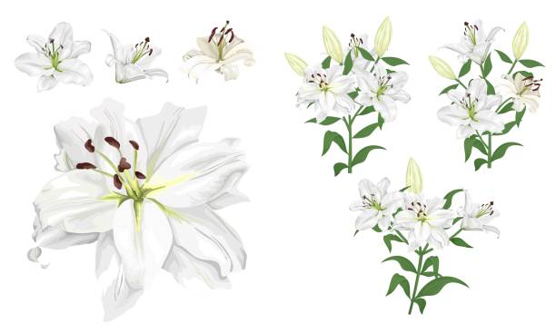 illustrations, cliparts, dessins animés et icônes de ensemble de fleurs vectorielles - lily