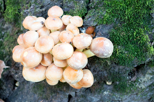 mushrooms growing on a tree stump in the forest