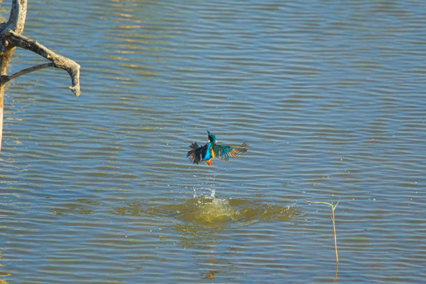 The common kingfisher flies quickly from the water to the dead tree branches. The Jiading Wetland are rich in grass and ecology. Kaohsiung City, Taiwan