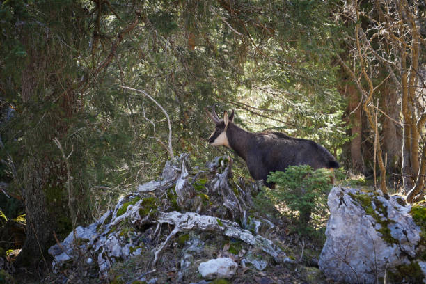 istock Chamois in mountains, French Alps 1355234975