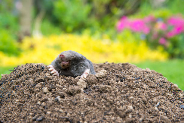 istock Mole [Talpa europaea] in the lawn 1355235341