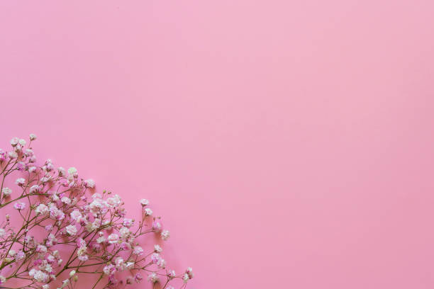 istock Pink gypsophila on pink background 1355236212