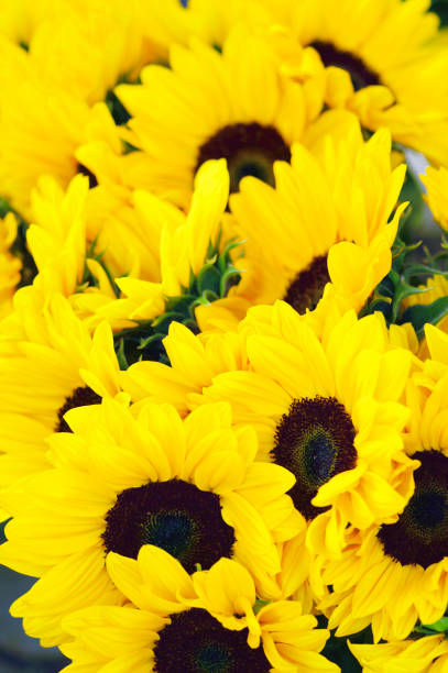 istock Perfect Sunflowers Background 1355237841