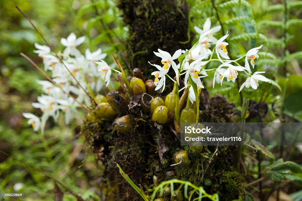 Sikkim Orchidee - Foto stock royalty-free di Montagna