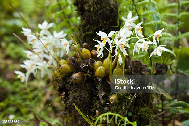 Sikkim Orchidee - Fotografie stock e altre immagini di Montagna - Montagna, Sikkim, Ambientazione esterna