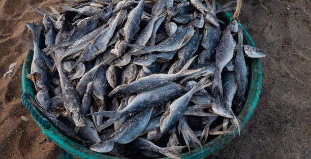 istock Close up of dried fish 1355238950