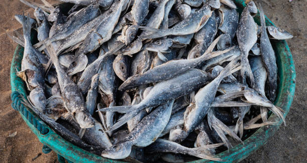 istock Close up of dry fish 1355240063