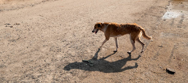 istock Very poor dogs in sri Lanka 1355240064