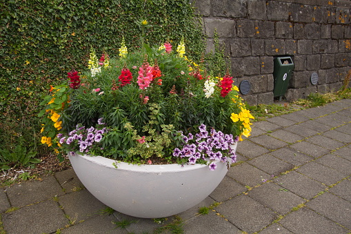 Flower pot in Reykjavik, Iceland, Europe