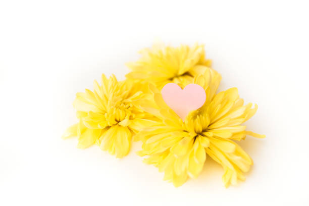 istock a small pink heart with a place for text decorated with yellow chrysanthemums on a white background 1355243414