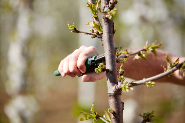 istock Farmer pruning cherry trees and branches of young trees during blossom in spring. 1355243631
