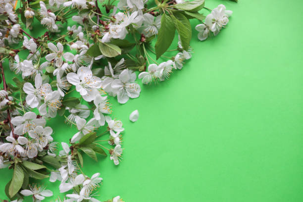 istock spring greeting card. frame from flowering branches with white flowers. space for text 1355244894