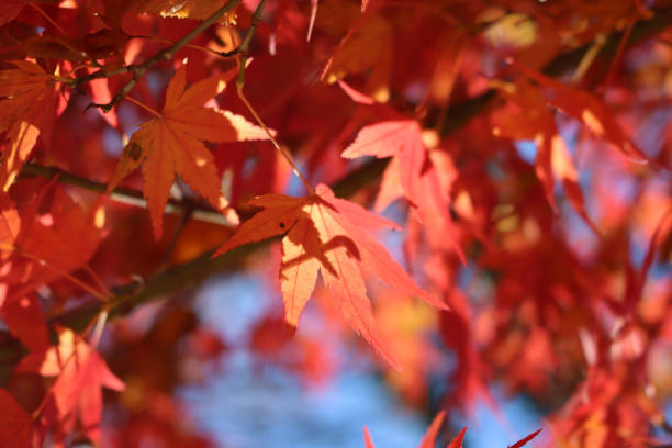 istock Red japanese maple tree with red leaves against blue sky 1355244919
