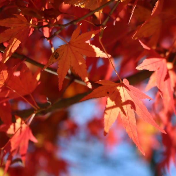 istock Red japanese maple tree with red leaves against blue sky 1355244921