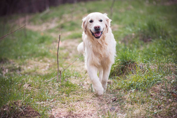 istock Golden Retriever outdoor portrait 1355244932