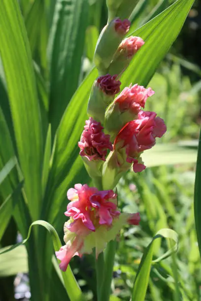 Pink Gladioli flowers also called sword-Lilies in bloom in thw garden on a sunny day