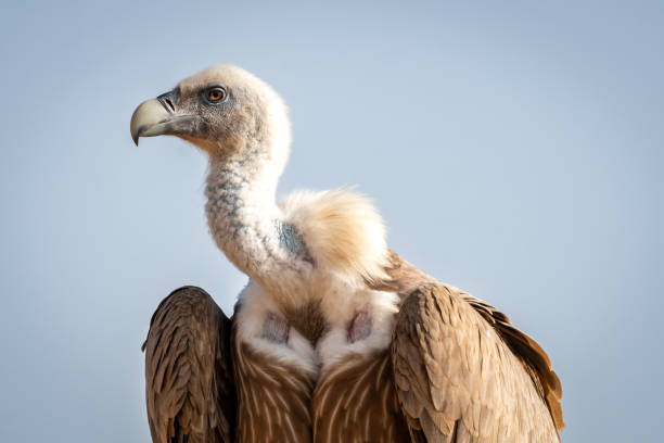 istock Griffon vulture or Eurasian Griffon or Gyps fulvus closeup or portrait perched on tree during winter migration at desert national park jaisalmer Rajasthan India 1355245169