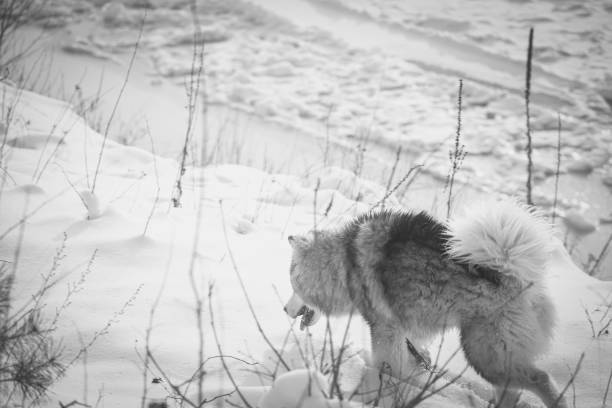 雪の中のマラミュートのモノクロ画像 - softness wildlife horizontal black and white ストックフォトと画像