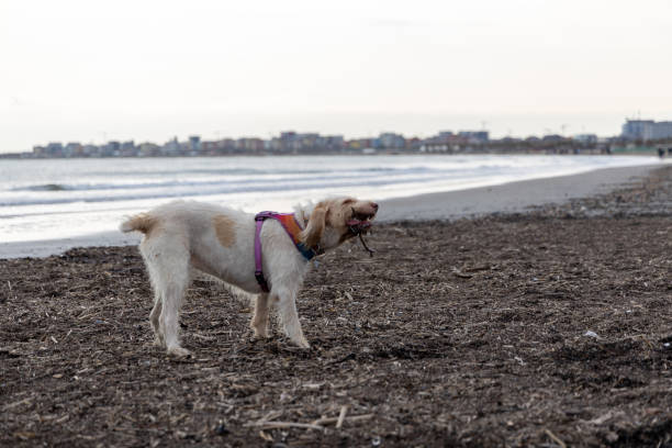 spinone italiano sur la plage - italian spinone photos et images de collection