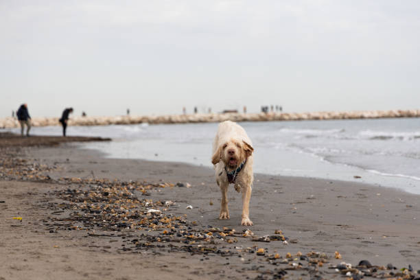 spinone italiano sur la plage - italian spinone photos et images de collection