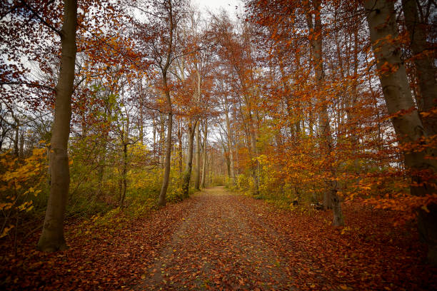 walkway in a forest, yellow leafes, sunlight, autumn colors, outdoors - leafes autumn grass nature imagens e fotografias de stock