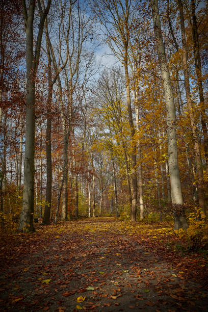 walkway in a forest, yellow leafes, sunlight, autumn colors, outdoors - leafes autumn grass nature imagens e fotografias de stock