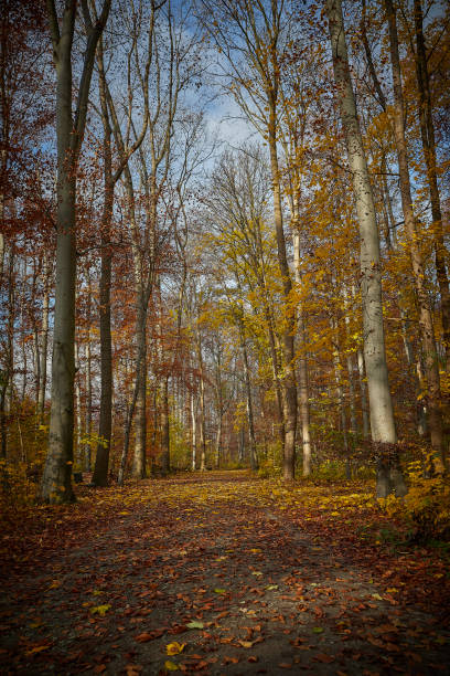 дорожка в лесу, желтые листья, солнечный свет, осенние цвета, на открытом воздухе - autumn light leafes color image стоковые фото и изображения