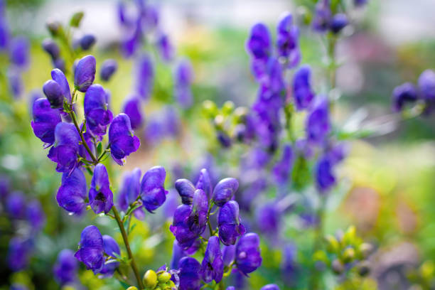 Aconite flower commonly known as aconitum, monkshood, wolf.