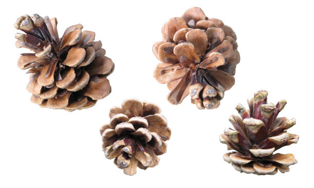 istock Photo of pine cone clippings 1355246597