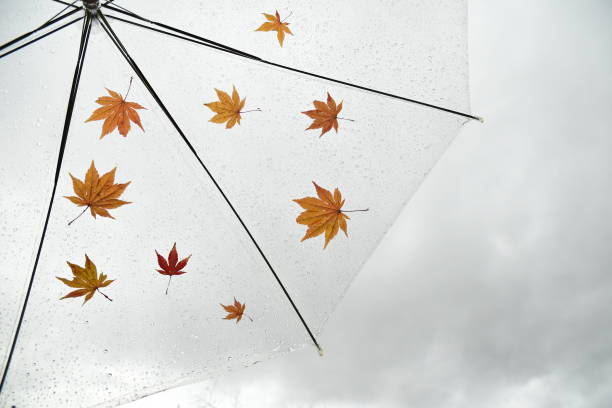 разноцветные опавшие листья на зонтике. - autumn falling leaf water стоковые фото и изображения