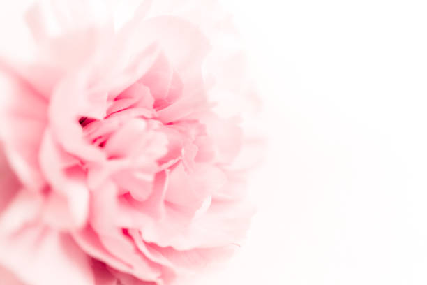 Pink large peony bud or cloves flowers on a white background as a blank for advertising text