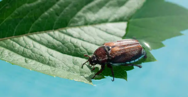 Photo of May beetle on the surface of the water