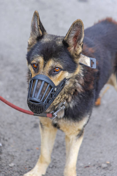 istock Dog Mouth Guard Safety 1355250402