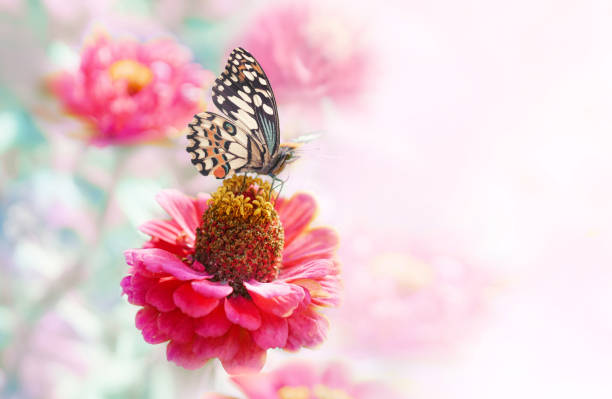 istock Delicate elegant light natural background  template with pink flowers and a butterfly. 1355250464