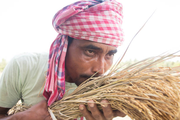 istock Indian Farmer Holding Rice Grain and Showing Thumb Up 1355250596