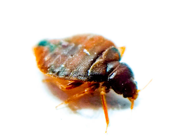 istock A picture of Bedbug on white background with selective focus 1355250643