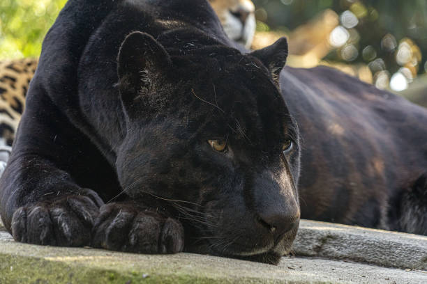 istock black panther close up portrait 1355250946