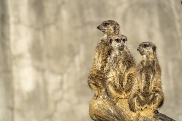 istock Meerkats group close up portrait 1355251053