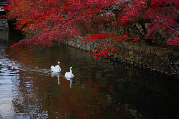 dos cisnes blancos nadando en el agua con hojas de arce rojo durante la temporada de otoño. - forest pond landscaped water fotografías e imágenes de stock