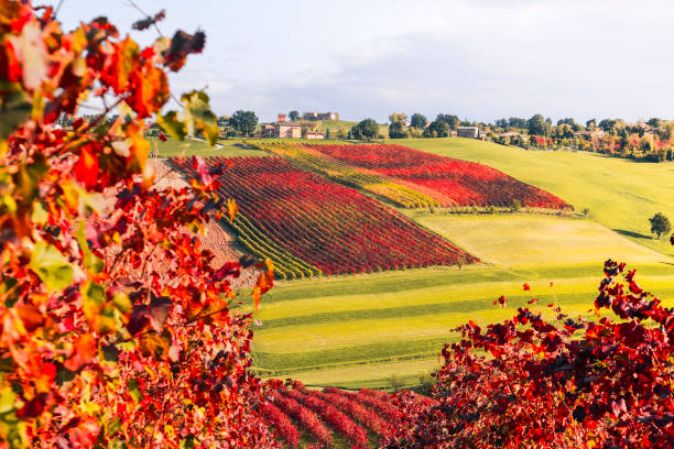 istock Autumn season in Castelvetro di Modena hills. 1355251937