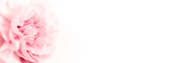 istock Pink large peony bud or cloves on a white background as a blank for advertising text 1355251978