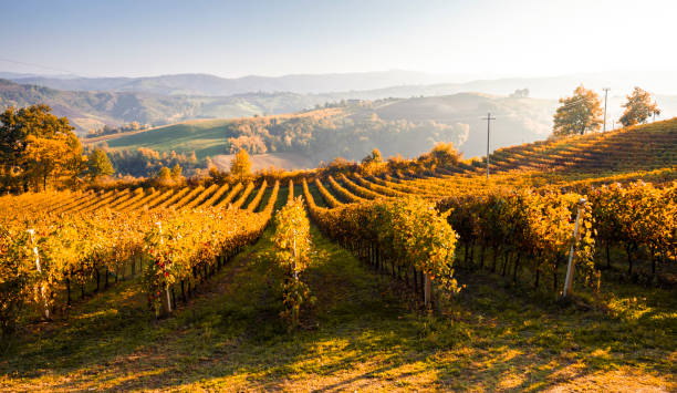 istock Autumn season in Castelvetro di Modena hills. 1355252003
