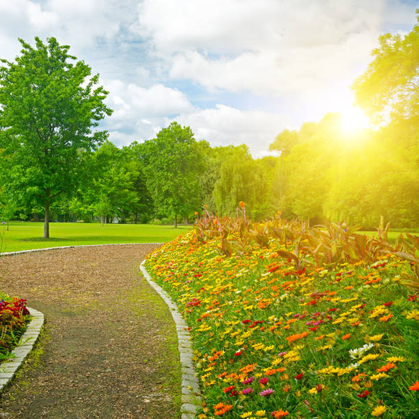 istock Sunrise over beautiful meadow with flowers and path 1355253371