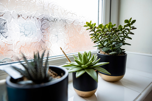 Succulent plants on a windowsill in front of a window.