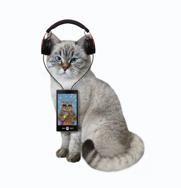 istock Cat ashen with smartphone listens to music 1355255288
