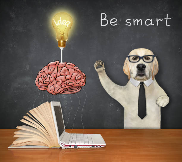 istock Dog labrador near light bulb above brain 1355255316