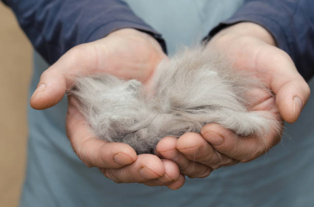 Grooming. Pets. A man is holding a bundle of gray cat hair in hi Grooming. Pets. A man is holding a bundle of gray cat hair in his hands. A ball of tangled cat hair. pet loss stock pictures, royalty-free photos & images
