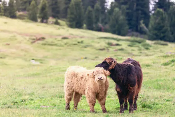 Two yak calves play in a pasture in northern Italy in the Alps