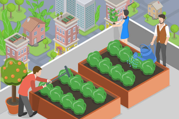 ilustrações, clipart, desenhos animados e ícones de ilustração conceitual de vetor plano isométrico 3d da agricultura urbana do telhado - built structure green business city