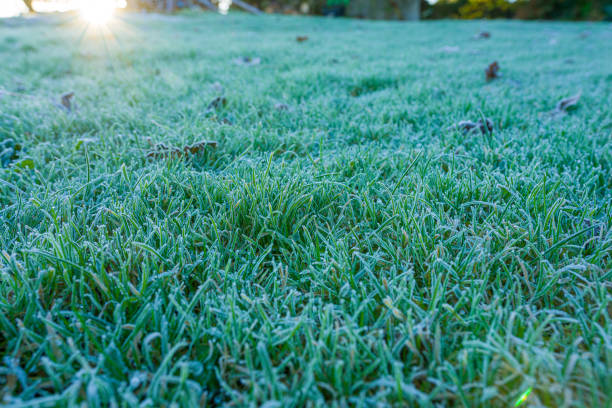 istock Frost on grass with leaves and sunlight 1355257136
